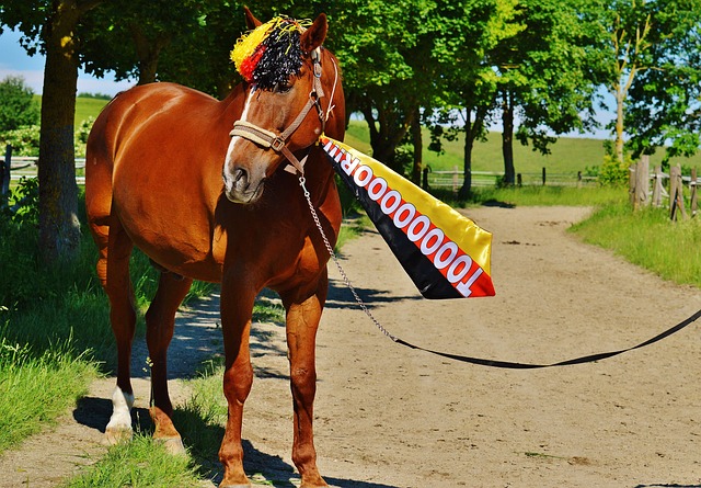 职业生涯书 职业生涯书